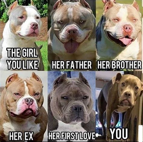 The 15 Funniest Pitbull Memes of the Week! PetPress