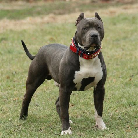 Pitbull Mixed Bully