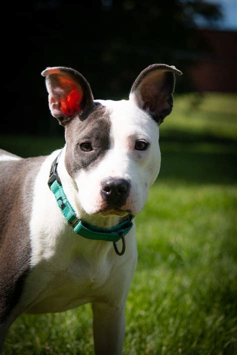 pitbull mixed with bull terrier