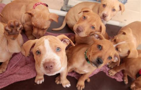 pitbull puppies for adoption chicago