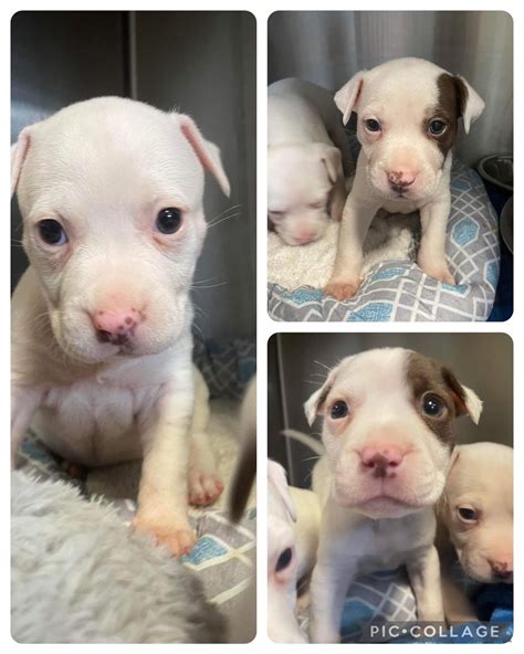 pitbull puppies for adoption in nj