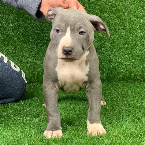 pitbull puppies for sale breeder
