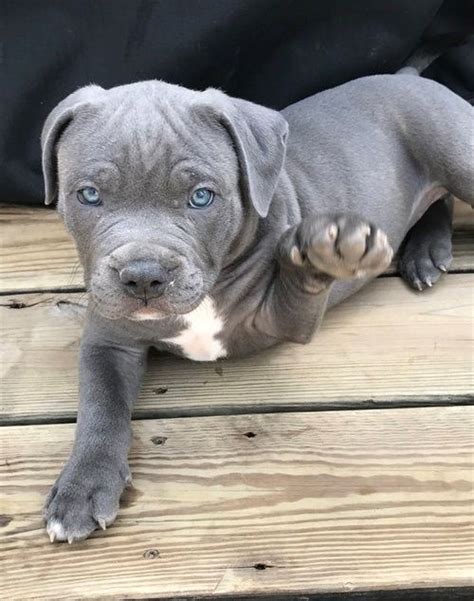 pitbull puppies for sale in oregon