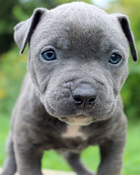 pitbull puppies for sale in wisconsin
