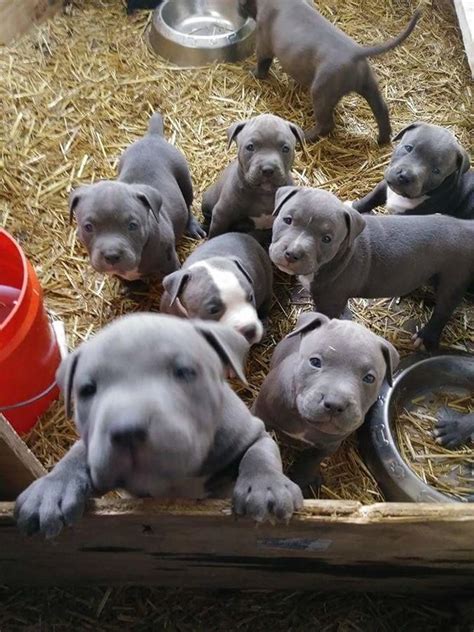 pitbull puppies for sale los angeles