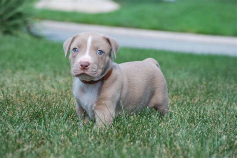 pitbull puppies for sale missouri