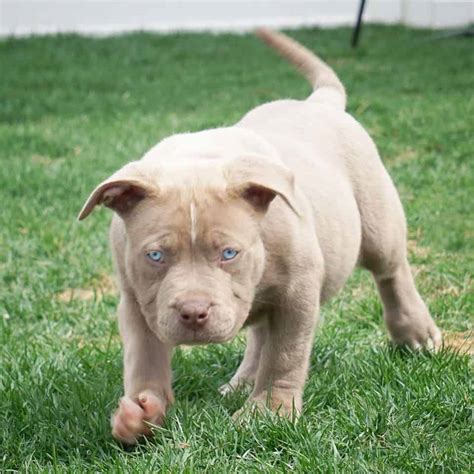 pitbull puppies for sale near 55130