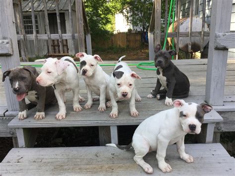 pitbull puppies for sale richmond va