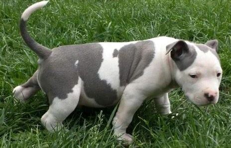 pitbull puppies near me cheap