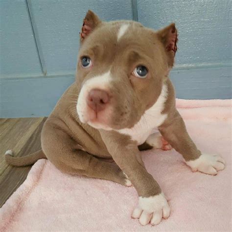 pitbull puppies to adopt near me oklahoma