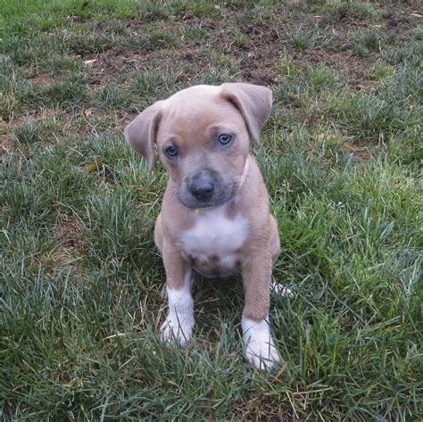 pitbull terrier bully puppy mix