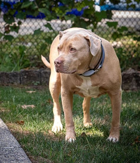 pitbull terrier mastiff mix