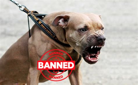 pitbull terrier mix banned