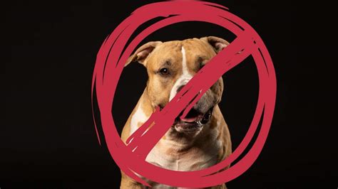 pitbull verboden in nederland