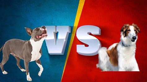 Pitbull Vs Borzoi