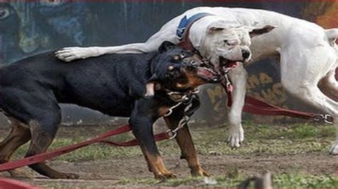 pitbull vs rottweiler real fight