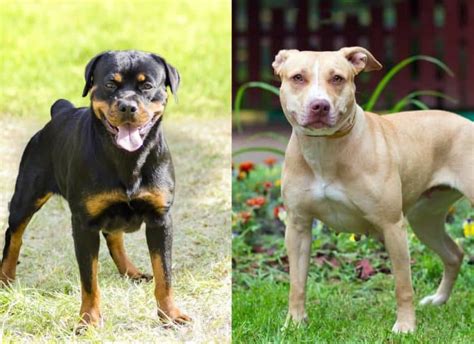 pitbull vs rottweiler which is better