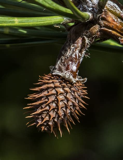 Pitch Pine Cone