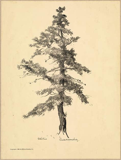 Unleash Your Creativity: Mastering Pitch Pine Drawings for Art Enthusiasts
