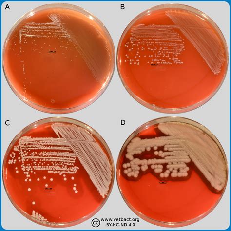 pitting colonies on blood agar
