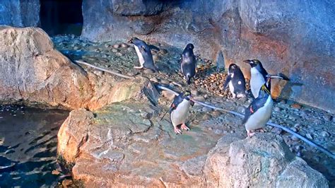 pittsburgh penguin live cam