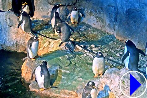 pittsburgh zoo live penguin cam