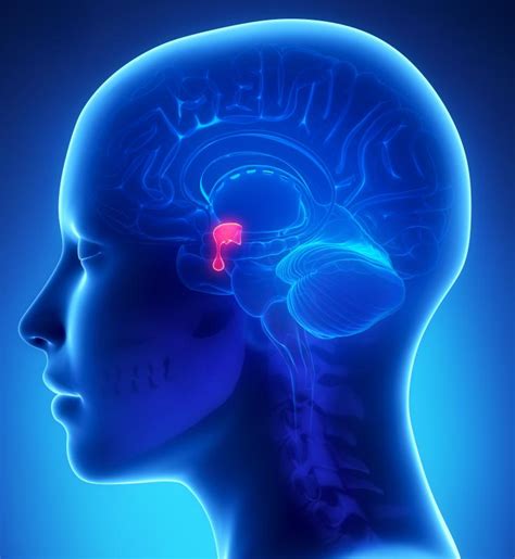 pituitary gland