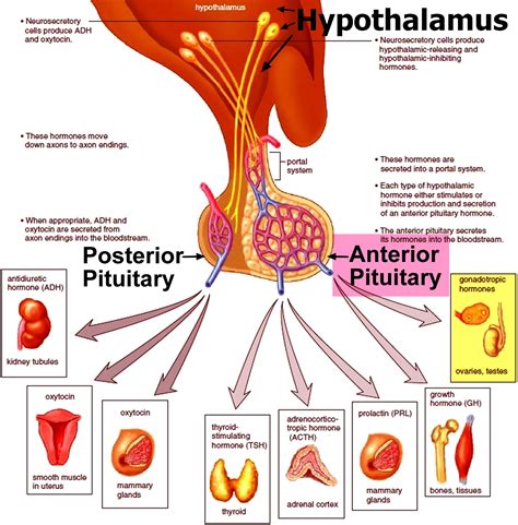 pituitary gland hormones