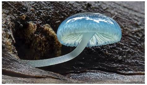 It's WeeWednesday! . Check out these tiny Mycena