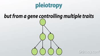 Pku Is An Example Of Pleiotropy Because