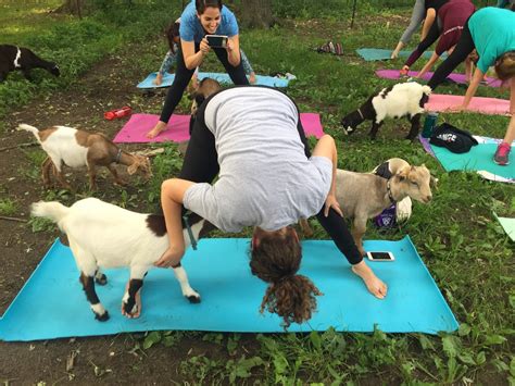 places to do goat yoga near me