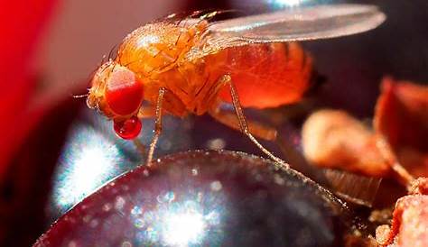 La mosca de la fruta en los cultivos - Agromática