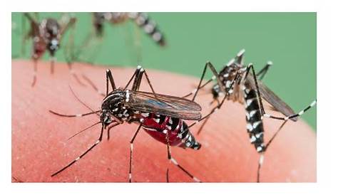 Mosquitos - Control de plagas en Barcelona