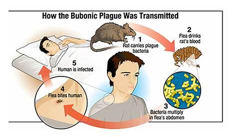 Plague Disease Pictures The In The US Idaho Child Contracted Deadly