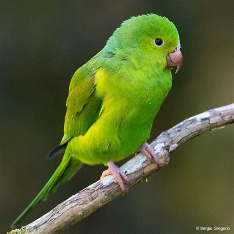 Marcel Huijser Photography Plain parakeet (Brotogeris tirica), São