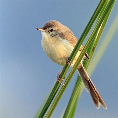The Complete Guide to Plain Prinia: A Bird's-Eye View
