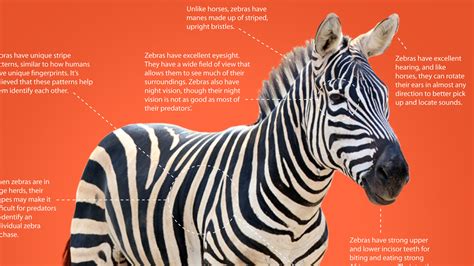 Plains Zebra Physical Description