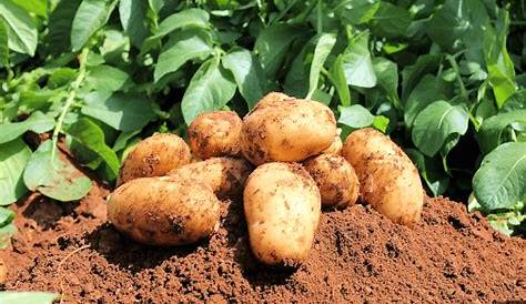 Des pommes de terre bio résistantes au mildiou – DAILY SCIENCE
