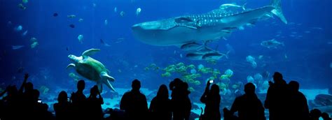 Planning Your Aquarium Visit