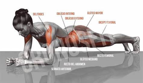 Músculos implicados en el Plank Cronosfit CronosFit