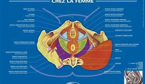 Plancher Pelvien Poster Du Posters Sage Femme PLANCHE