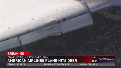 Plane Hits Deer
