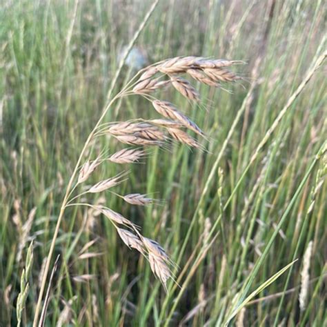planer Bromus secalinus