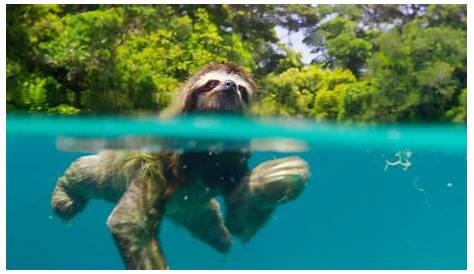 Planet Earth 2 Islands Full Episode Lovesick Pygmy Sloth II BBC America