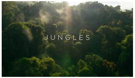 Planet Earth 2 Jungles Script Episode 3 Video Response