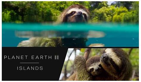 Swimming sloth Earth II Islands Preview BBC