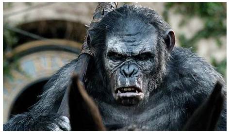 Planet Of The Apes Caesar And Koba Image & .png Wiki