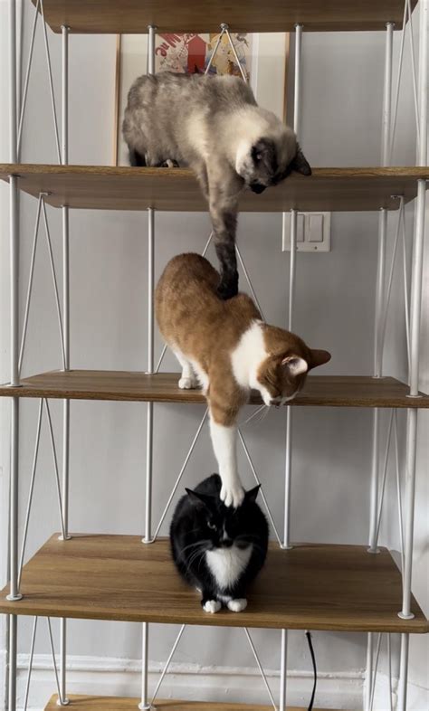 Planets Align Virginia