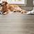 plank flooring and pets