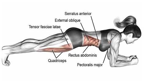 Plank Position Muscles Used What Is The Right Technique Correctly Hold A ? Quora